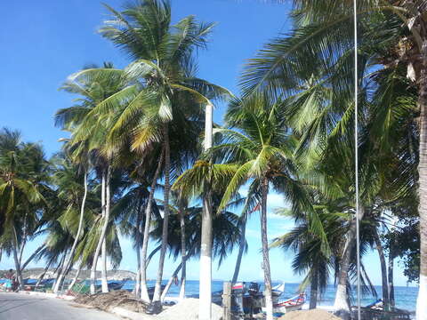 Image of coconut palm