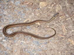 Image of Common Garter Snake