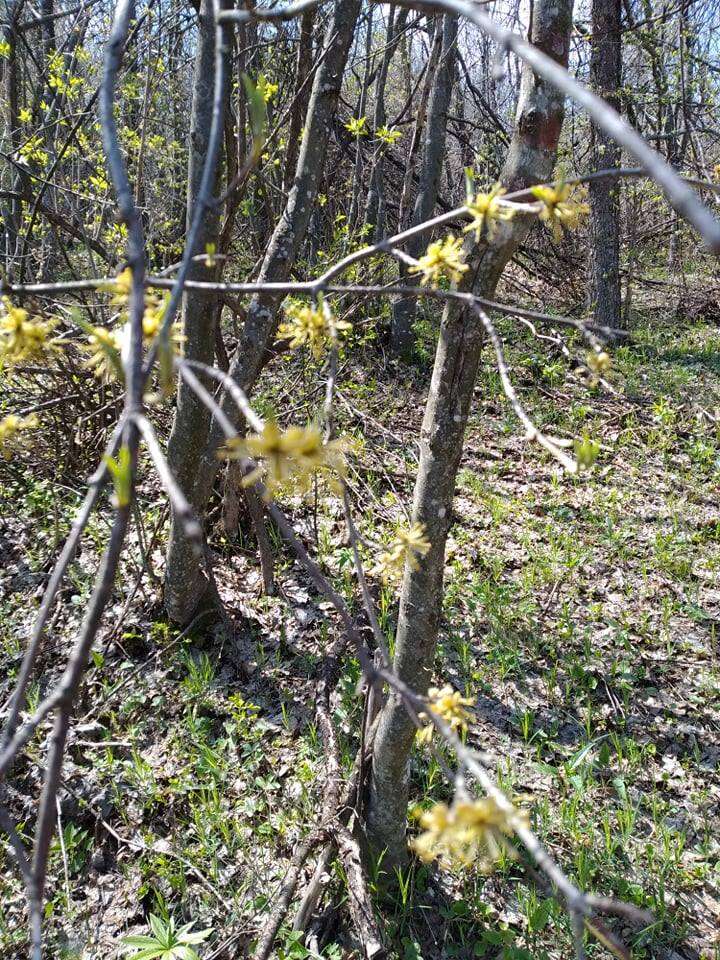 Image of Cornelian cherry dogwood