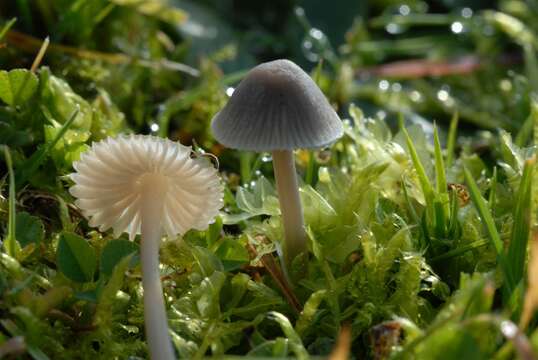 Image of Mycena aetites (Fr.) Quél. 1872