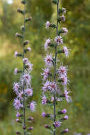 Слика од Liatris squarrulosa Michx.