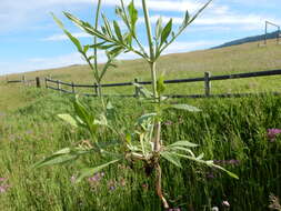 Слика од Knautia arvensis (L.) Coulter