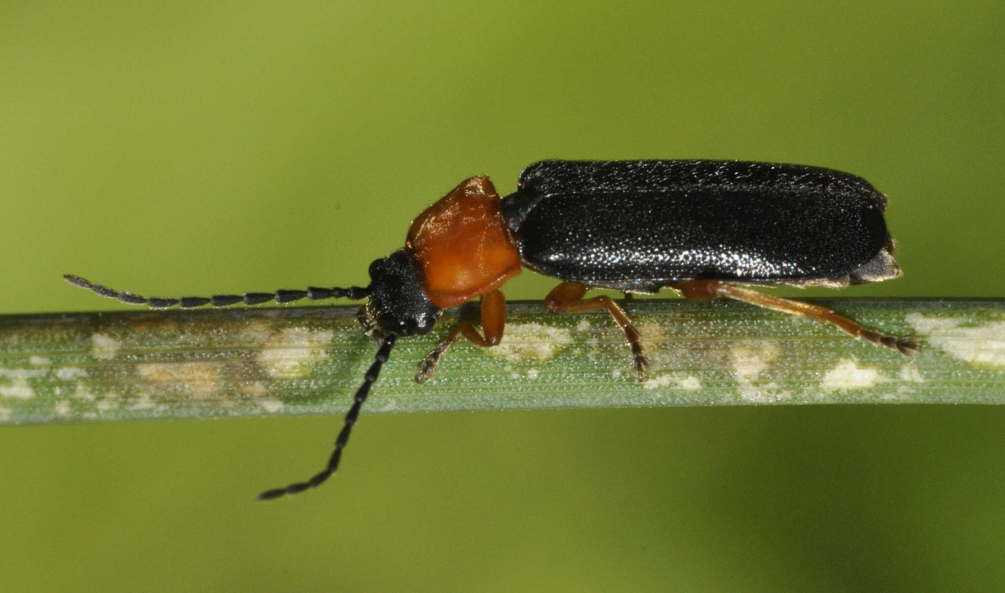 Imagem de Cratosilis denticollis