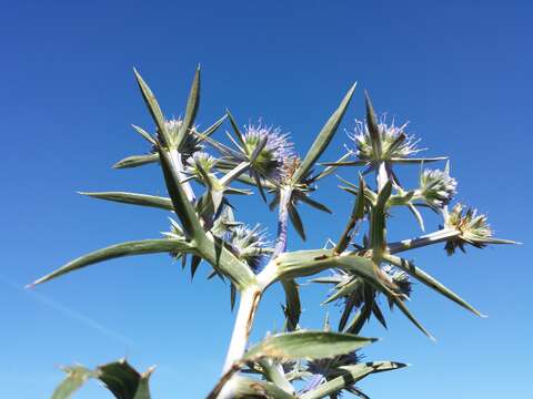 Image of amethyst eryngo