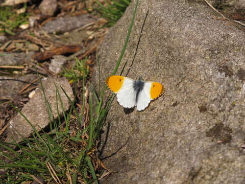 Image of orange tip