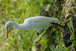 Image of Eastern Cattle Egret