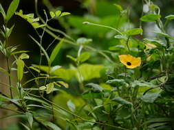 Image of blackeyed Susan vine