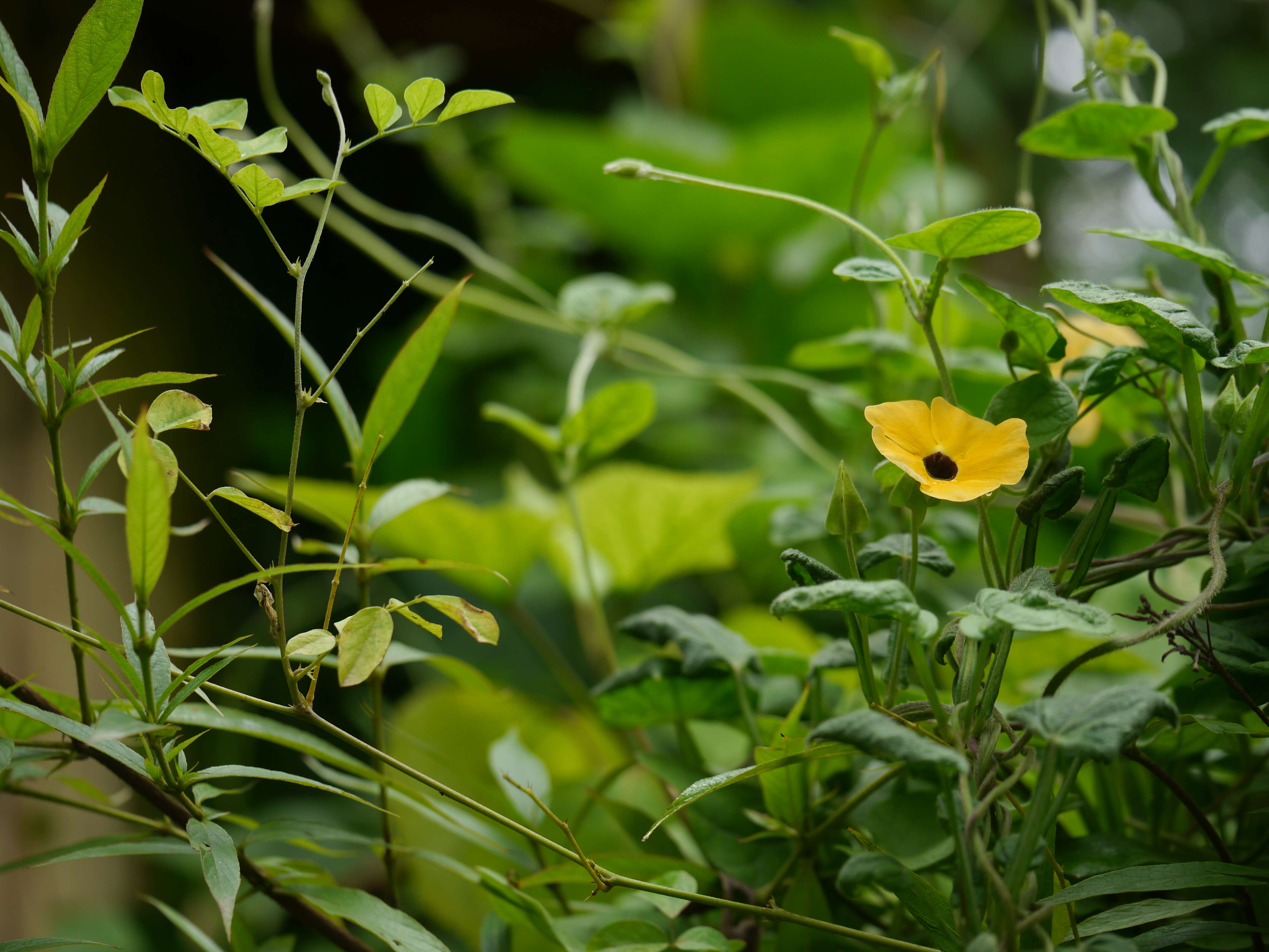 Image of blackeyed Susan vine