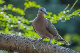 Image of Red-eyed Dove