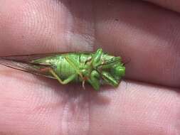 Image of April green cicada