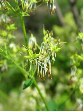 Image de Thalictrum dasycarpum Fisch. Mey. & Ave-Lall.