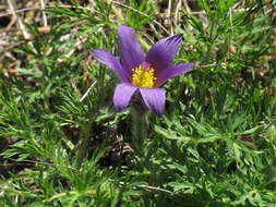 Imagem de Pulsatilla vulgaris Miller