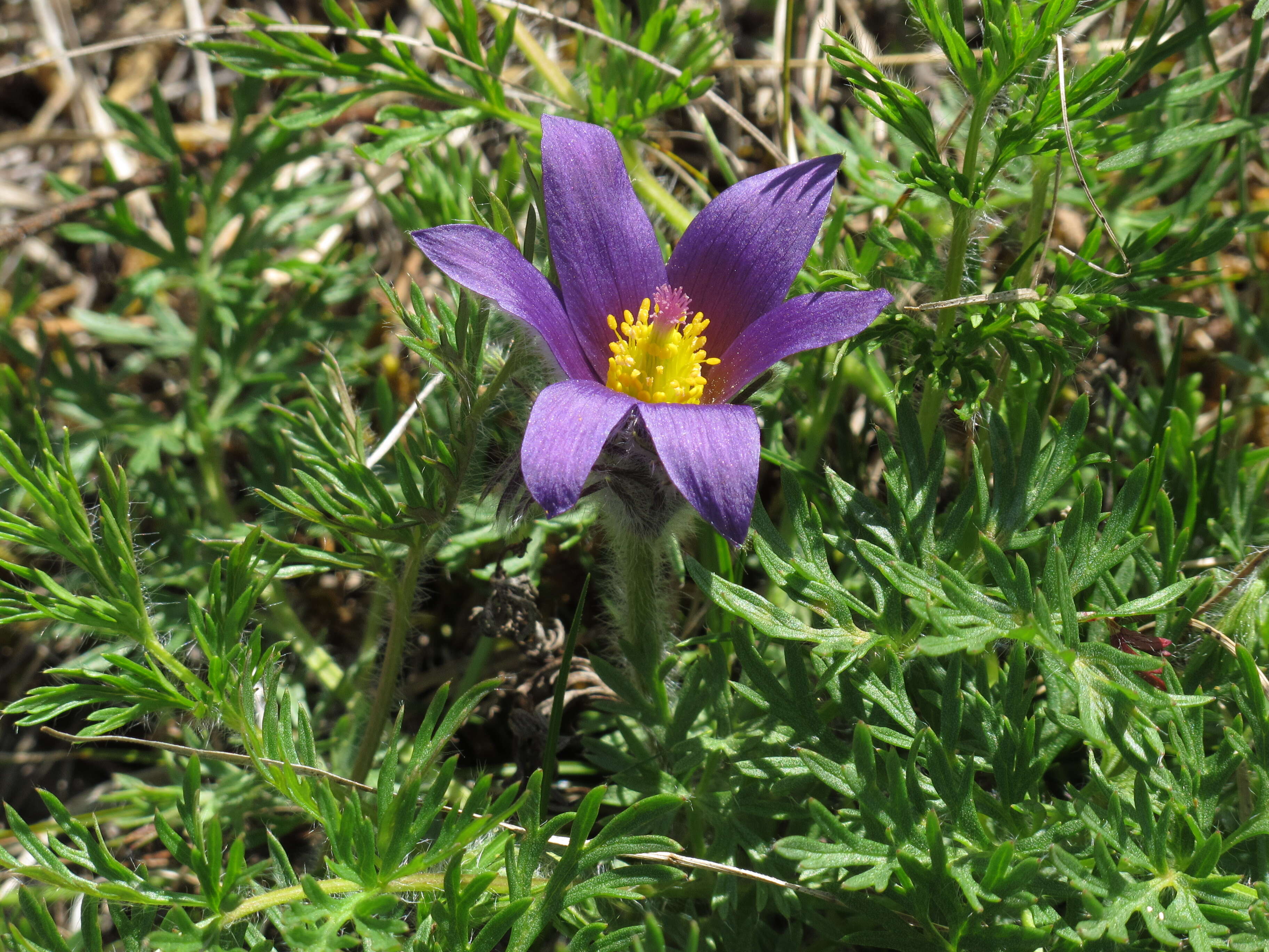 Imagem de Pulsatilla vulgaris Miller