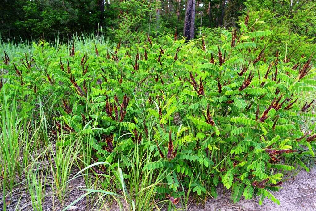 Image of desert false indigo