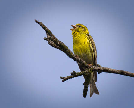 Image of serin, european serin