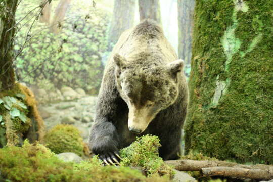 Image of grizzly bear