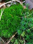 Image of Broom Moss