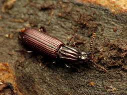 Image of Omoglymmius (Boreoglymmius) americanus (Laporte 1836)