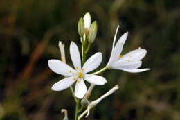 Image of Branched St Bernard's lily