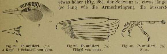 Heleia muelleri Hartlaub 1865 resmi