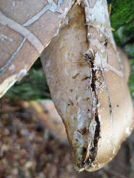 Image of birch polypore