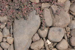 Image of Prostrate Sandmat