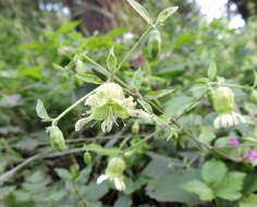 Слика од Silene baccifera (L.) Roth