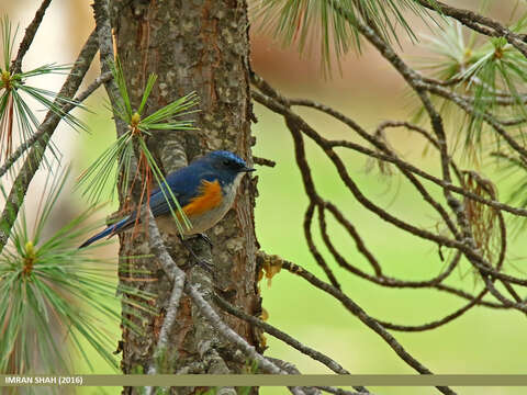 Image of Orange-flanked Bush-Robin