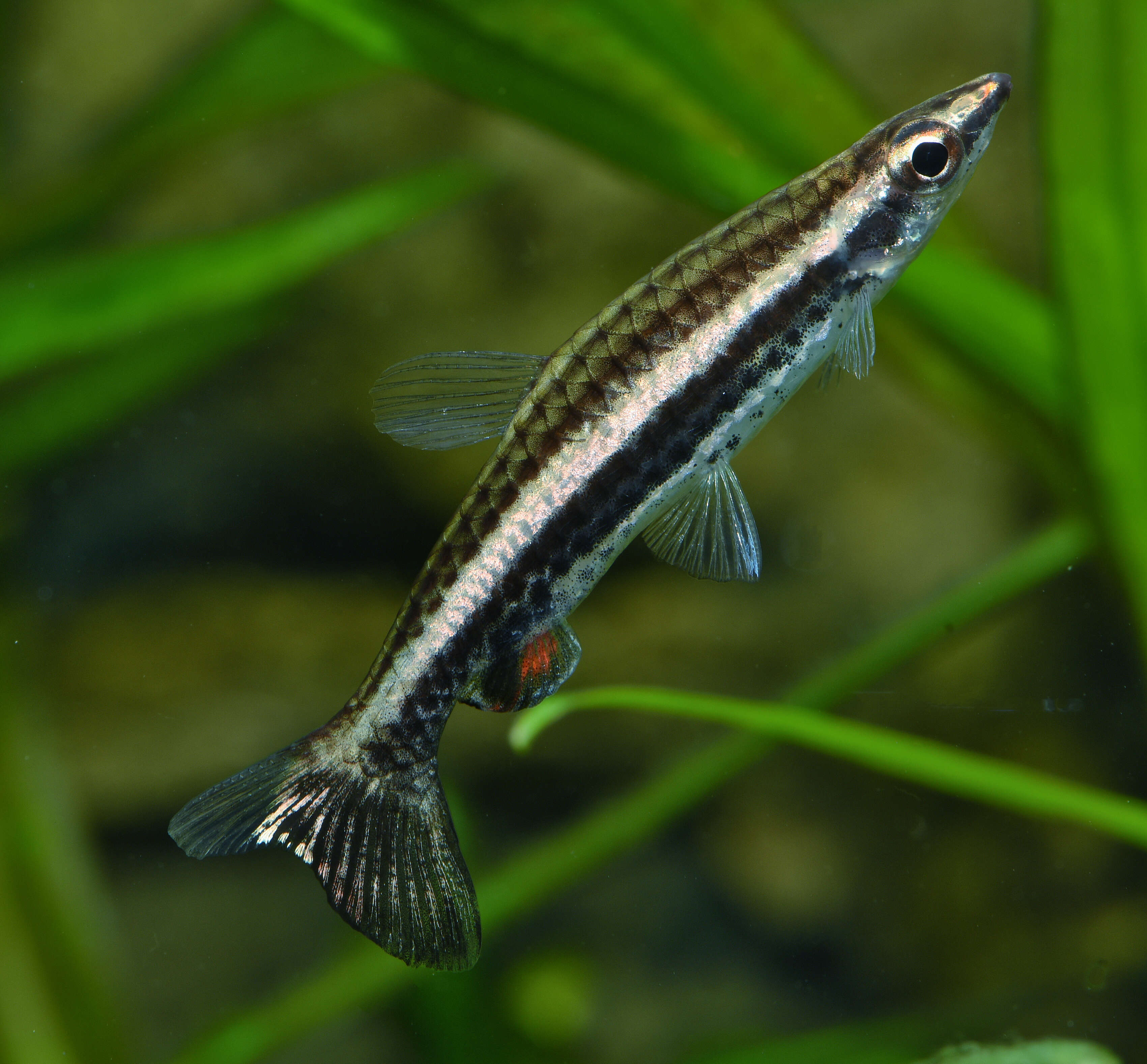 Image of Diptail pencilfish