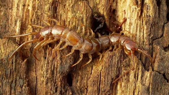 Image of Common centipede