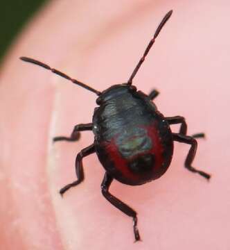 Image of Predatory Stink Bugs