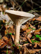 Слика од Clitocybe gibba (Pers.) P. Kumm. 1871