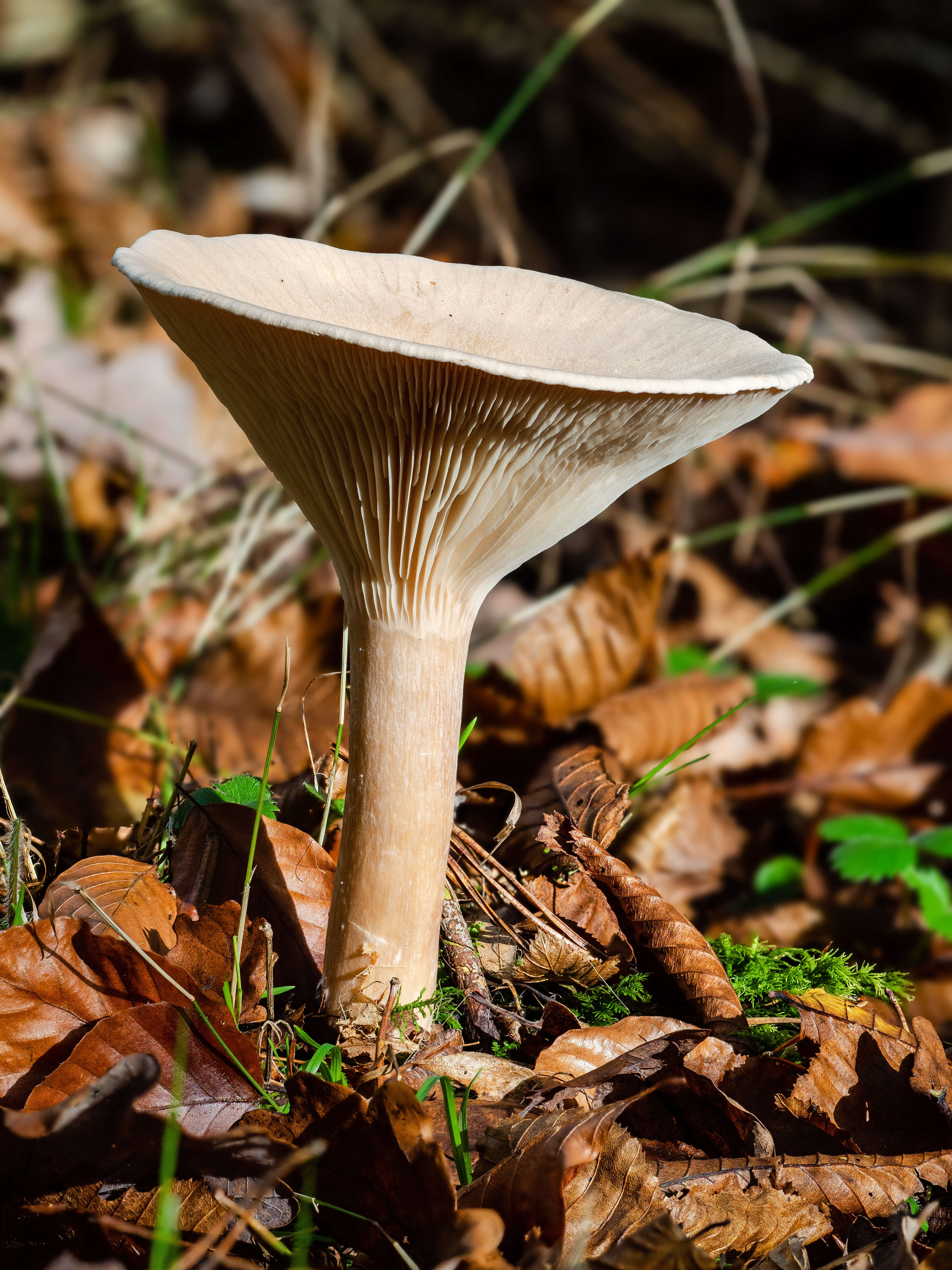 Слика од Clitocybe gibba (Pers.) P. Kumm. 1871