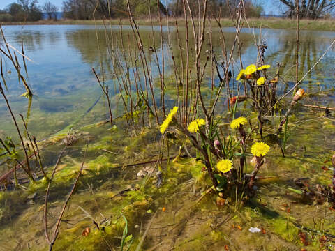 Image of coltsfoot