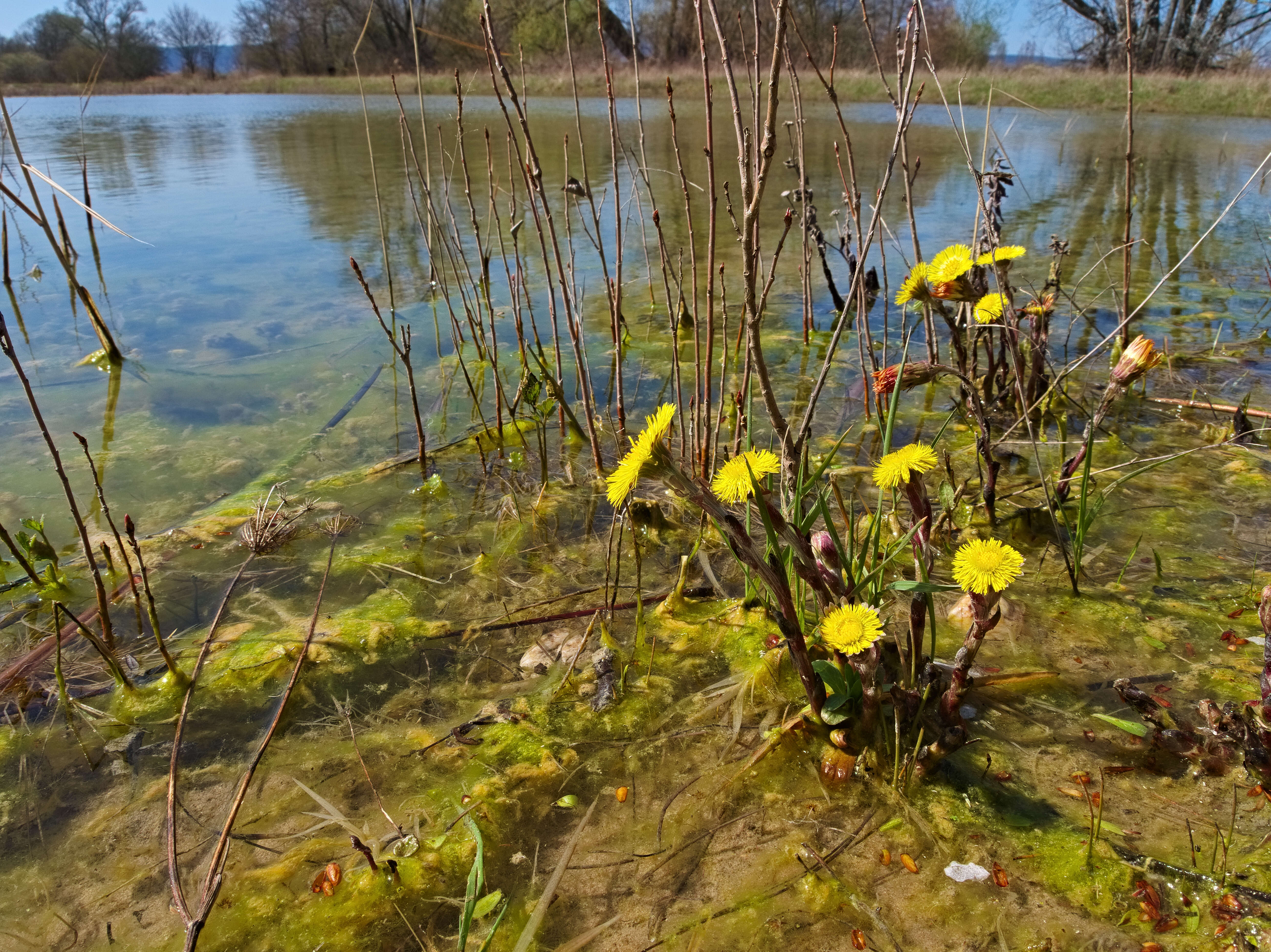 Image of coltsfoot