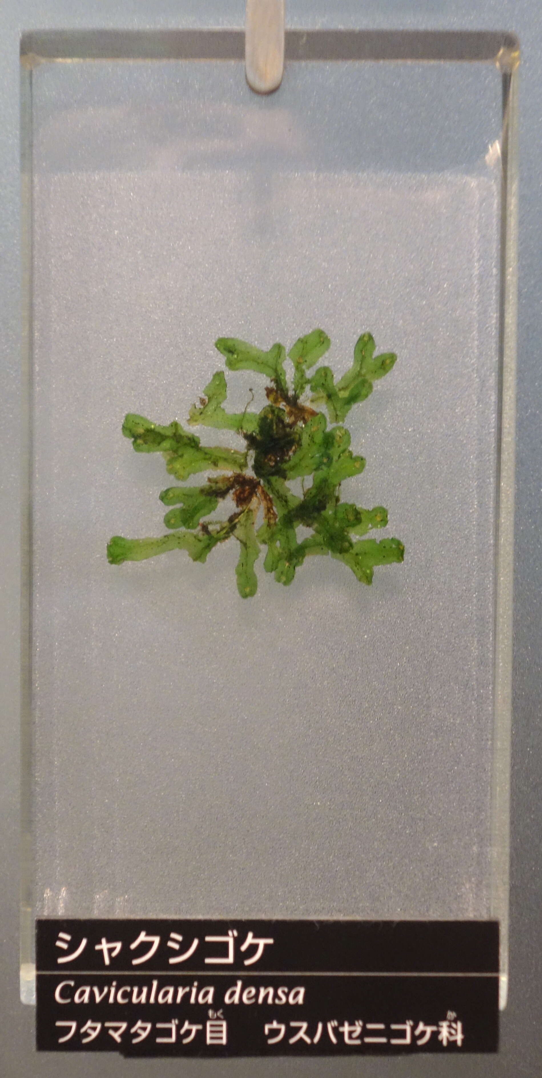 Image of Cavicularia Steph.