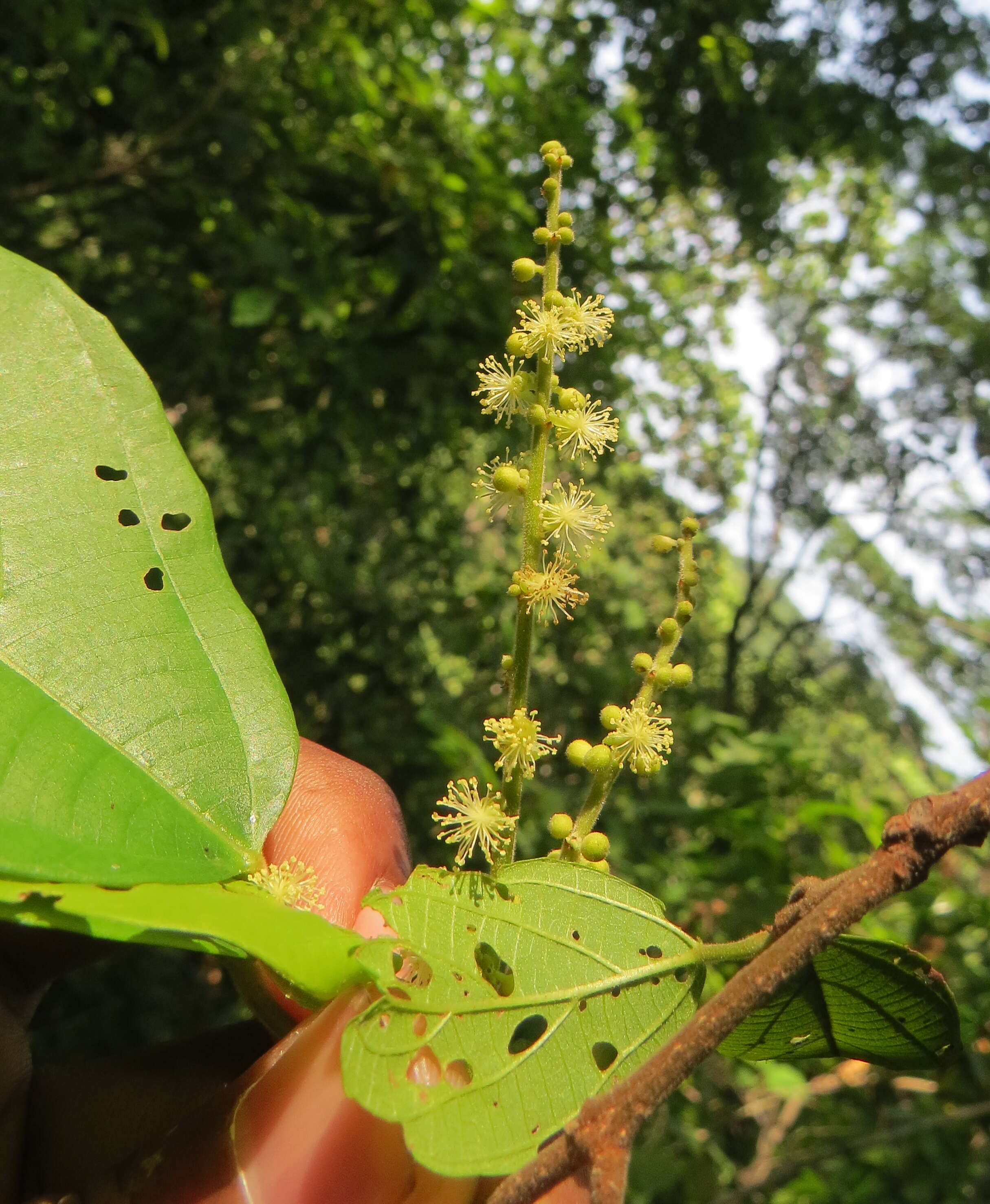 Image of Mallotus rhamnifolius (Willd.) Müll. Arg.