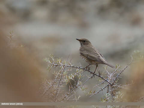 Image of Black-throated Thrush