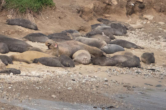 Image de Éléphant de mer du nord