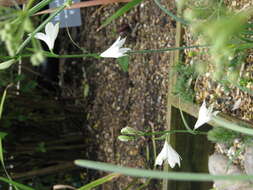 Image of St. Bruno's Lily