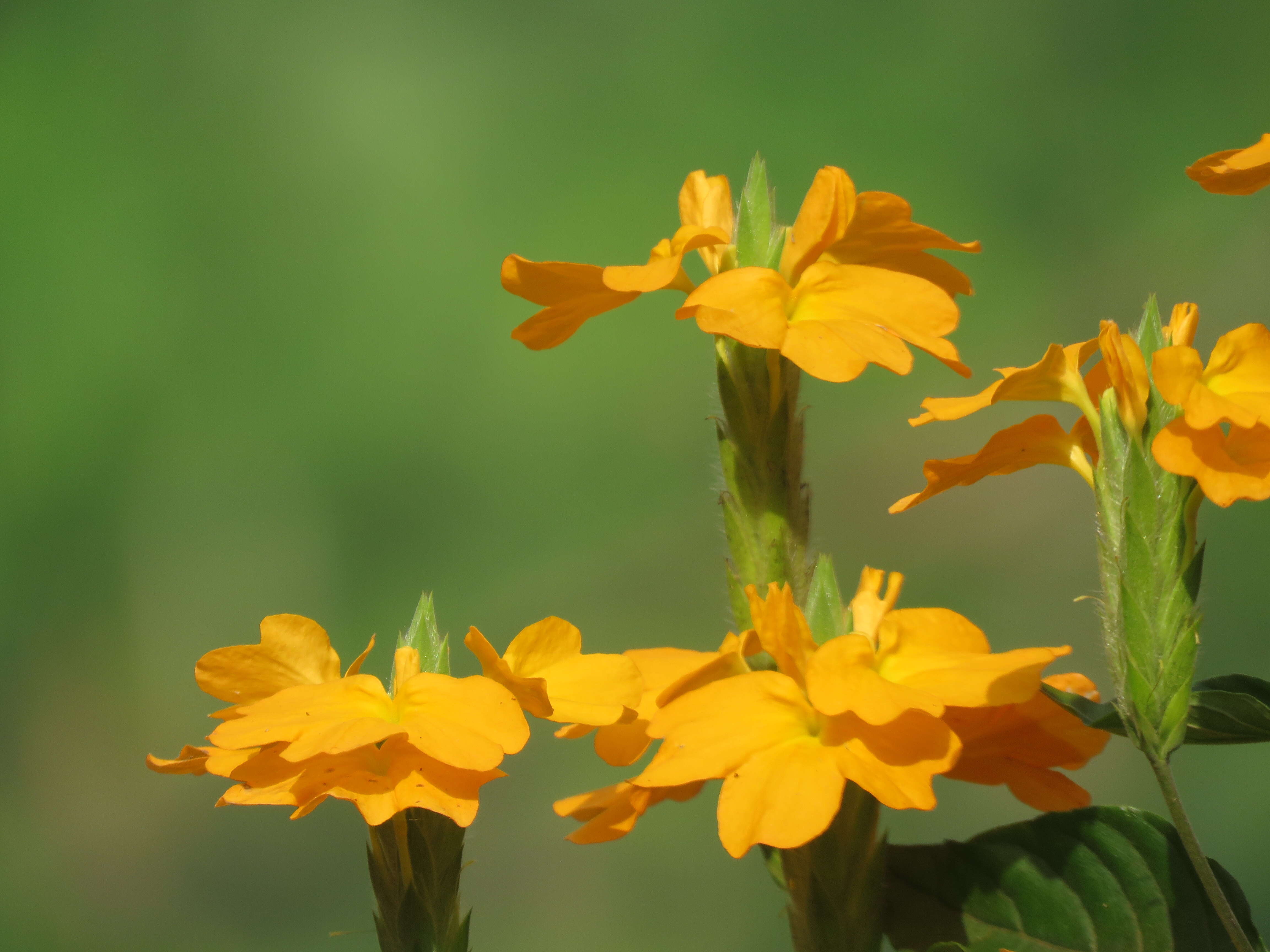 Imagem de Crossandra infundibuliformis (L.) Nees