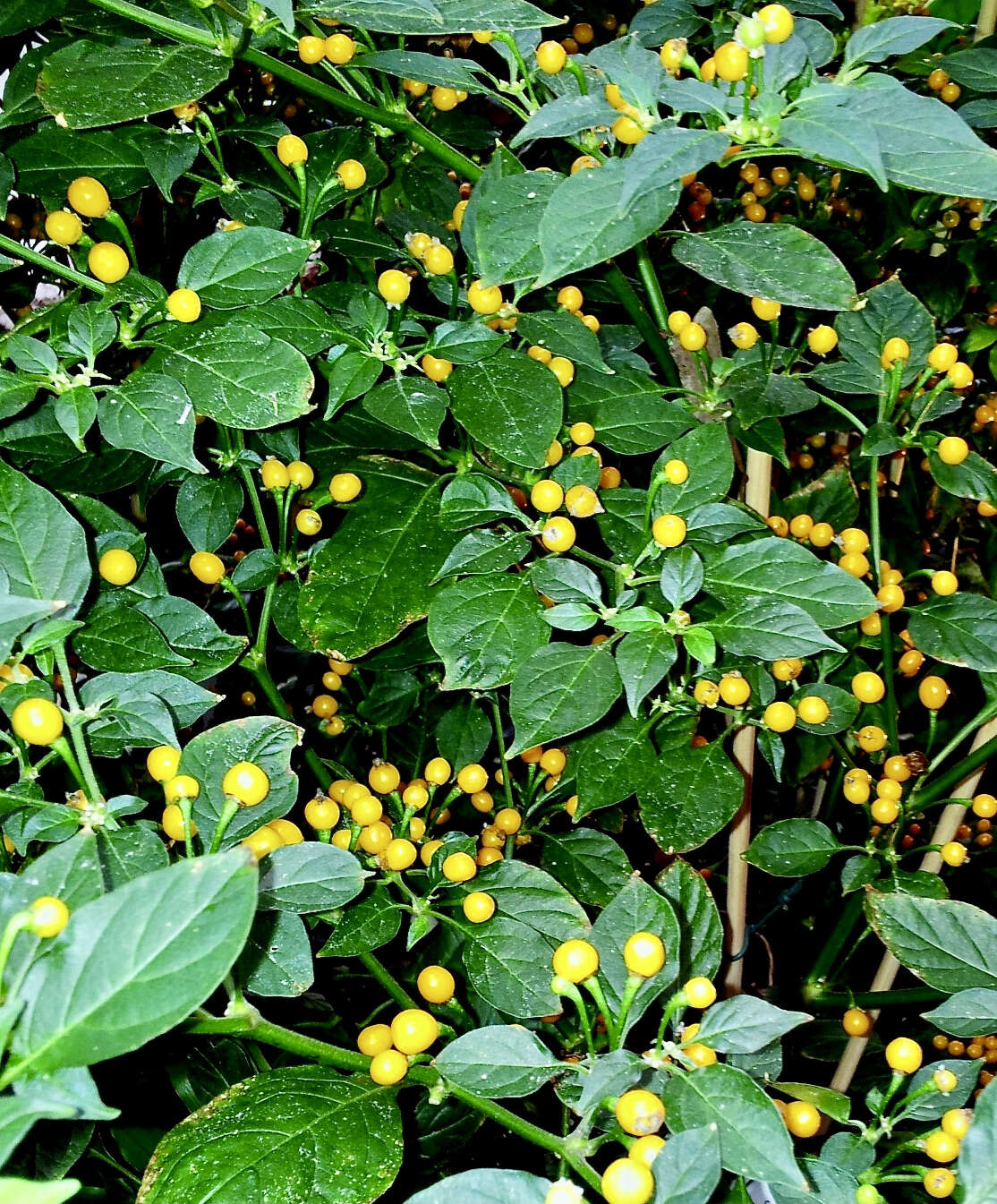 Image of Capsicum chinense