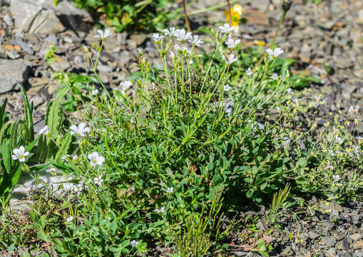 Image of creeping baby's-breath