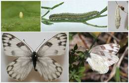 Image of Checkered White