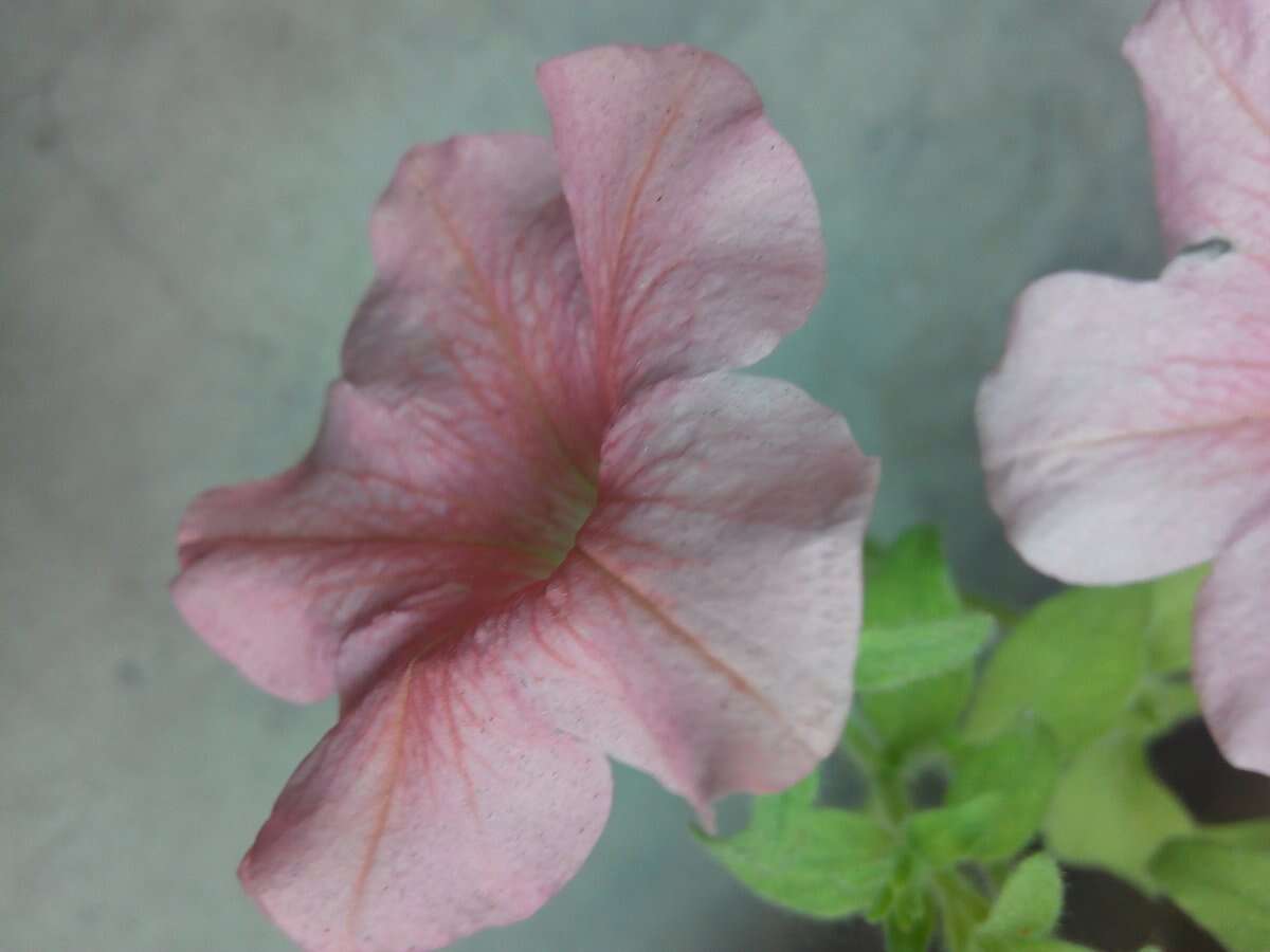 Image of petunia