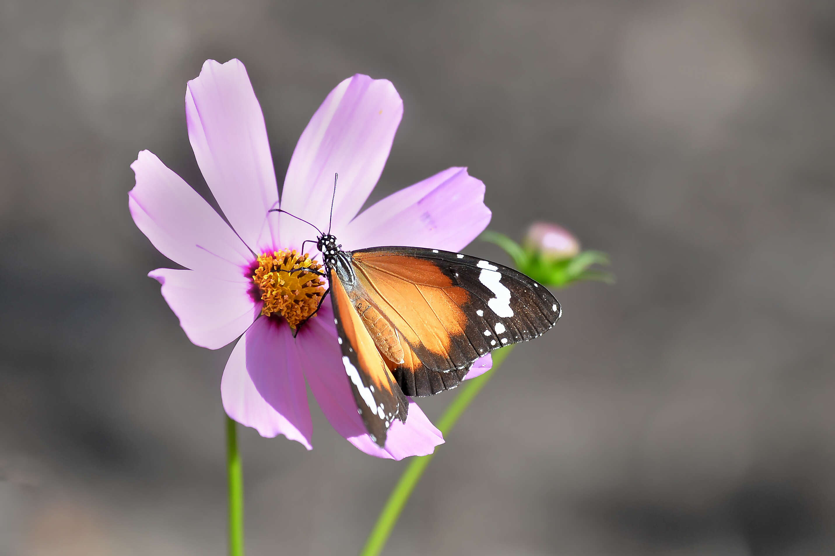 Image of Danaus petilia