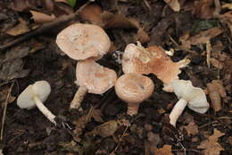 Image of Lepiota subincarnata J. E. Lange 1940