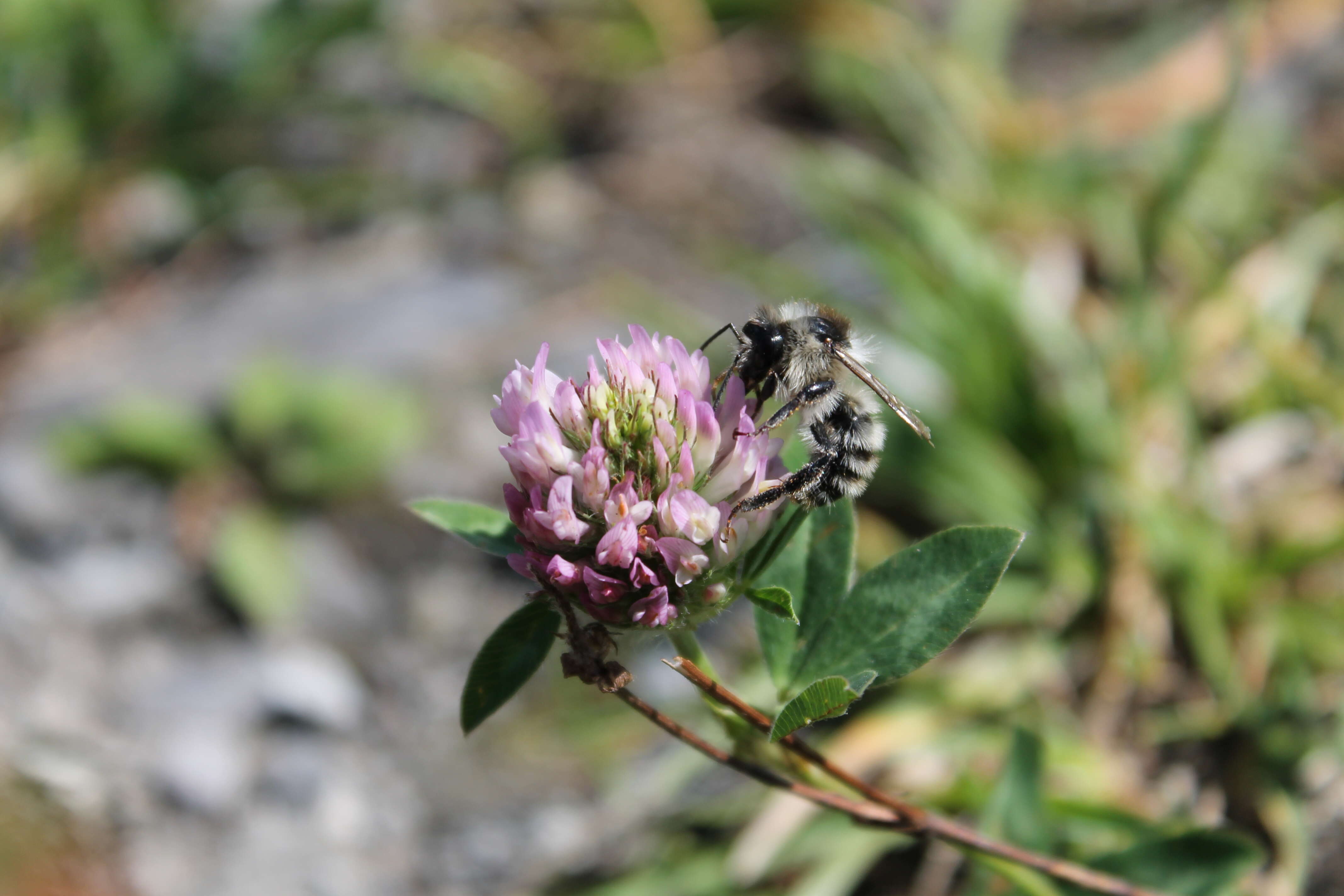 Image of Ashy Mining Bee