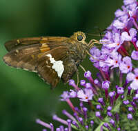 Image of Silver-spotted Skipper