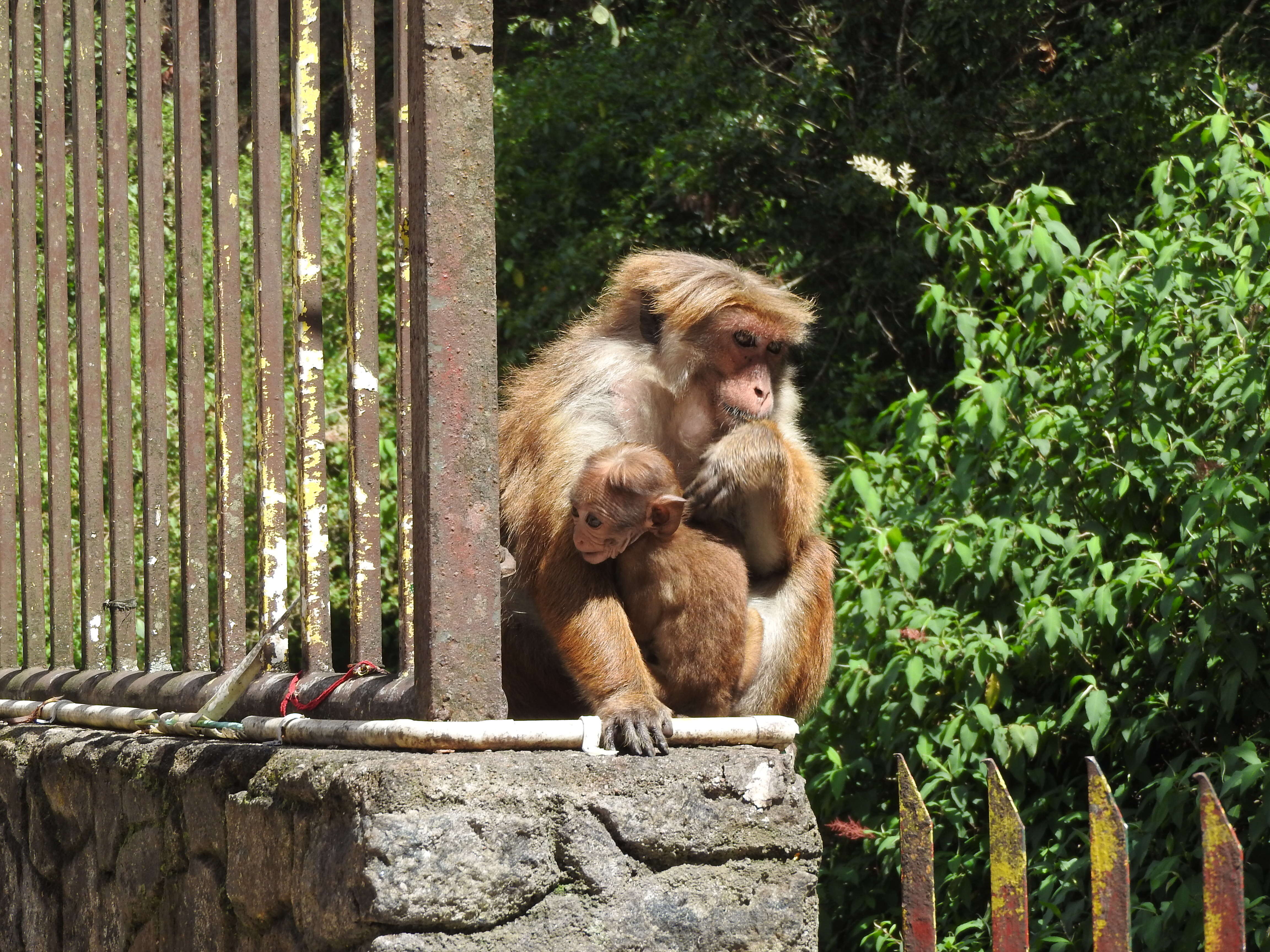 Image of Toque macaque